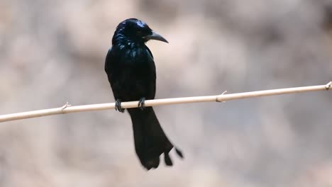 Der-Haarhauben-Drongo-Oder-Ist-In-Asien-Ein-Vogel-Aus-Der-Familie-Der-Dicruridae,-Der-Mit-Dicrurus-Bracteatus-Oder-Spangled-Drongo-Konspezifisch-War,-Bei-Dem-Es-Schwierig-Sein-Kann,-Ihn-Voneinander-Zu-Unterscheiden