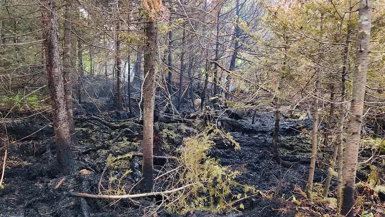 Panning shot of burnt trees in a forest burned by wildfire in Ontario, Canada