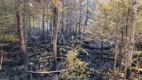 Panning-shot-of-burnt-trees-in-a-forest-burned-by-wildfire-in-Ontario,-Canada