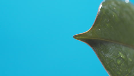 Vertical-De-Gotas-De-Agua-Que-Gotean-De-Las-Hojas-Verdes-Sobre-El-Fondo-Azul