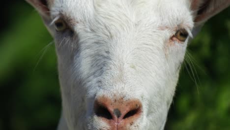 Close-up-portrait-of-domestic-cute-white-beautiful-goat-with-large-ears-staring-at-camera
