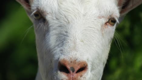 close-up portrait of domestic cute white beautiful goat with large ears staring at camera