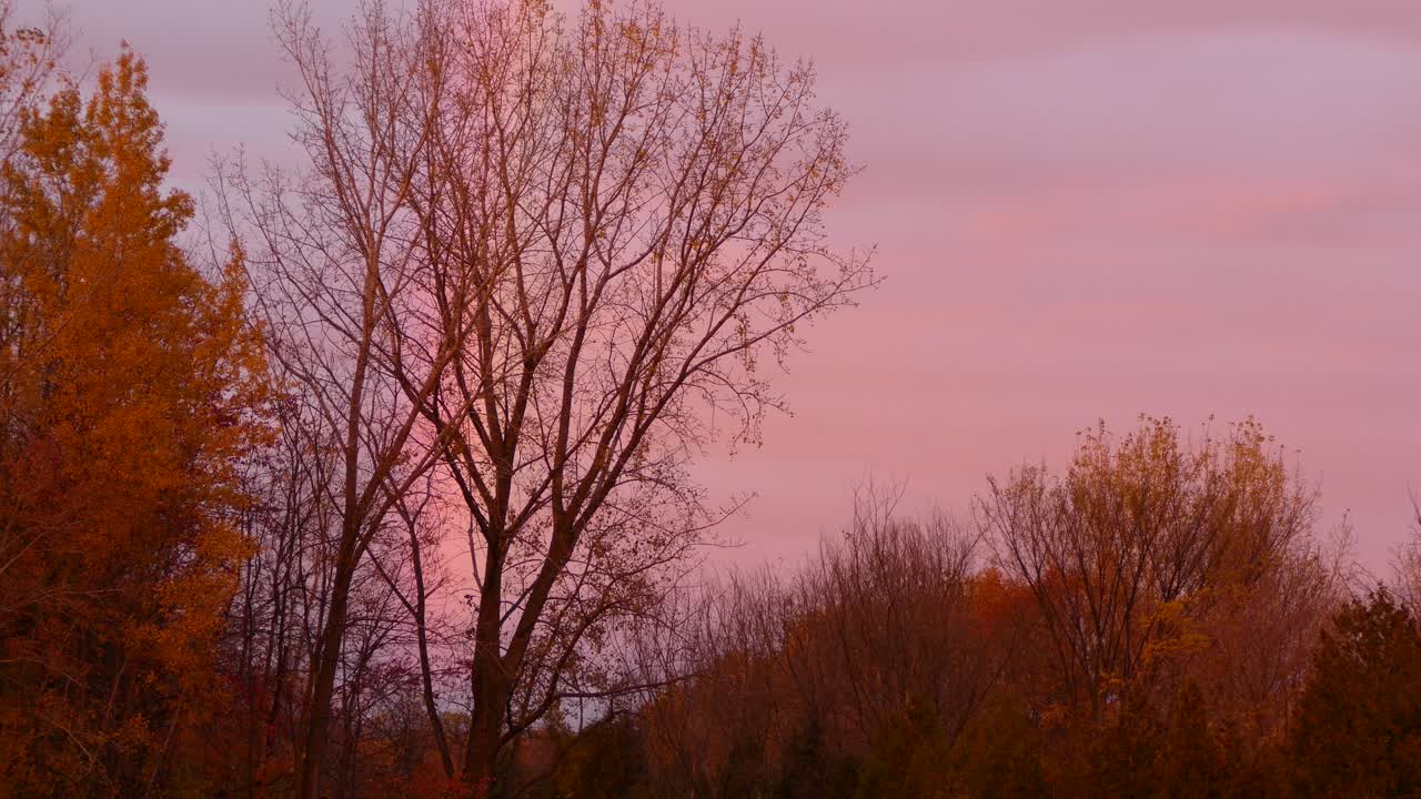 Beautiful Fall Landscape At Sunrise, Vibrant Coloured Leaves And Sky