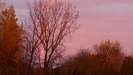 beautiful fall landscape at sunrise, vibrant coloured leaves and sky