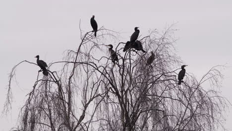 A-flock-of-Cormorant-birds-resting-in-a-tree-top-on-the-edge-of-a-lake,-Worcestershire,-England