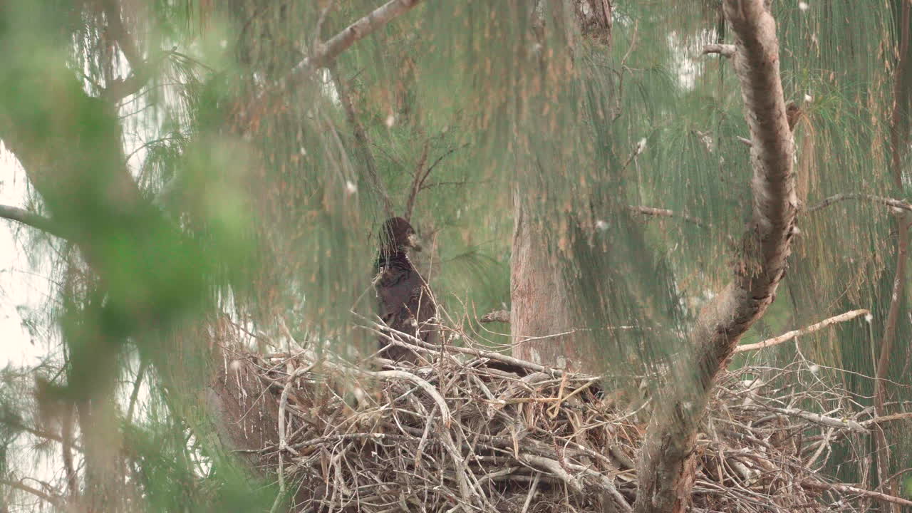 águila calva volando y dejando un nido de pollitos en un árbol