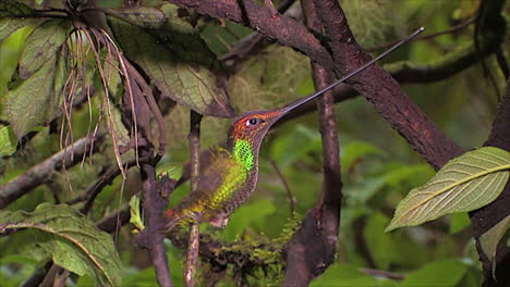 Nahaufnahme-In-Zeitlupe-Von-Schwertschnabelkolibri-Im-Regenwald