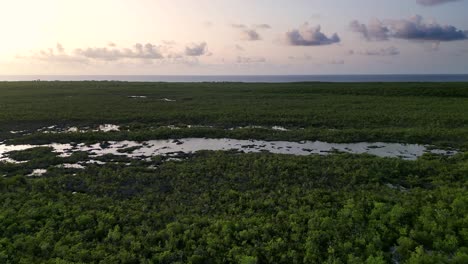 un avión no tripulado se eleva lentamente por encima del dosel de un bosque tropical mirando hacia los árboles y las lagunas de agua dulce hacia una puesta de sol en las islas caimán en el caribe