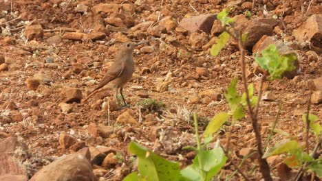 small rock bird finding food