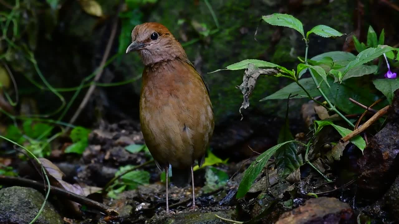 la pitta de nuca oxidada es un ave confiada que se encuentra en hábitats de bosques montañosos de gran altura, hay muchos lugares en tailandia para encontrar esta ave