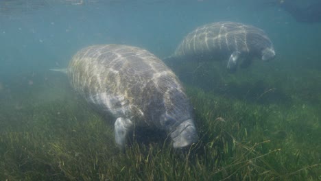 manatee and baby calf swimming toward camera along seaweed grass bed