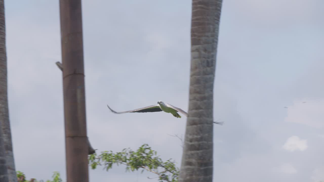 águila de mar de vientre blanco volando en el zoológico de bali, indonesia