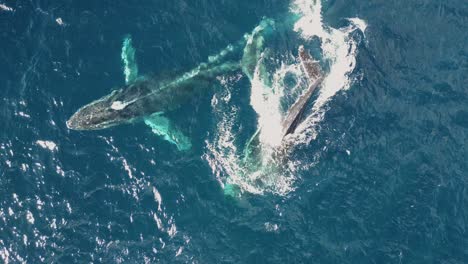 Dos-Ballenas-Nadando-Una-Encima-De-La-Otra-Y-Echando-Chorros-Juntos