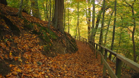 path in the autumn forest