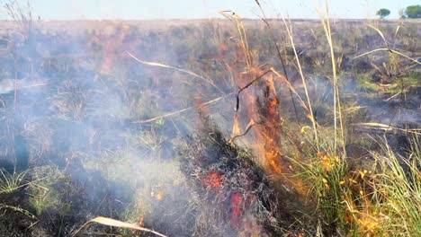 fire and smoke burning grass and bush of the field in uruguay, close up