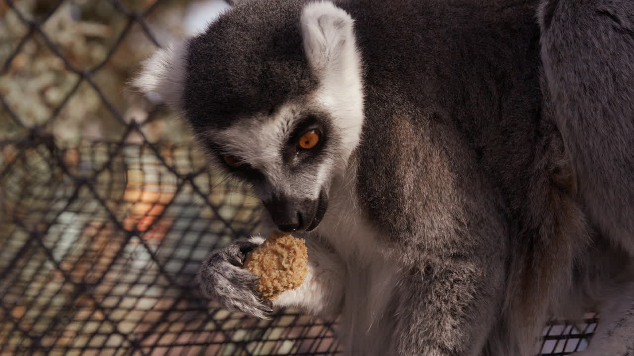 lémur comiendo galletas en el recinto del zoológico - tiro medio