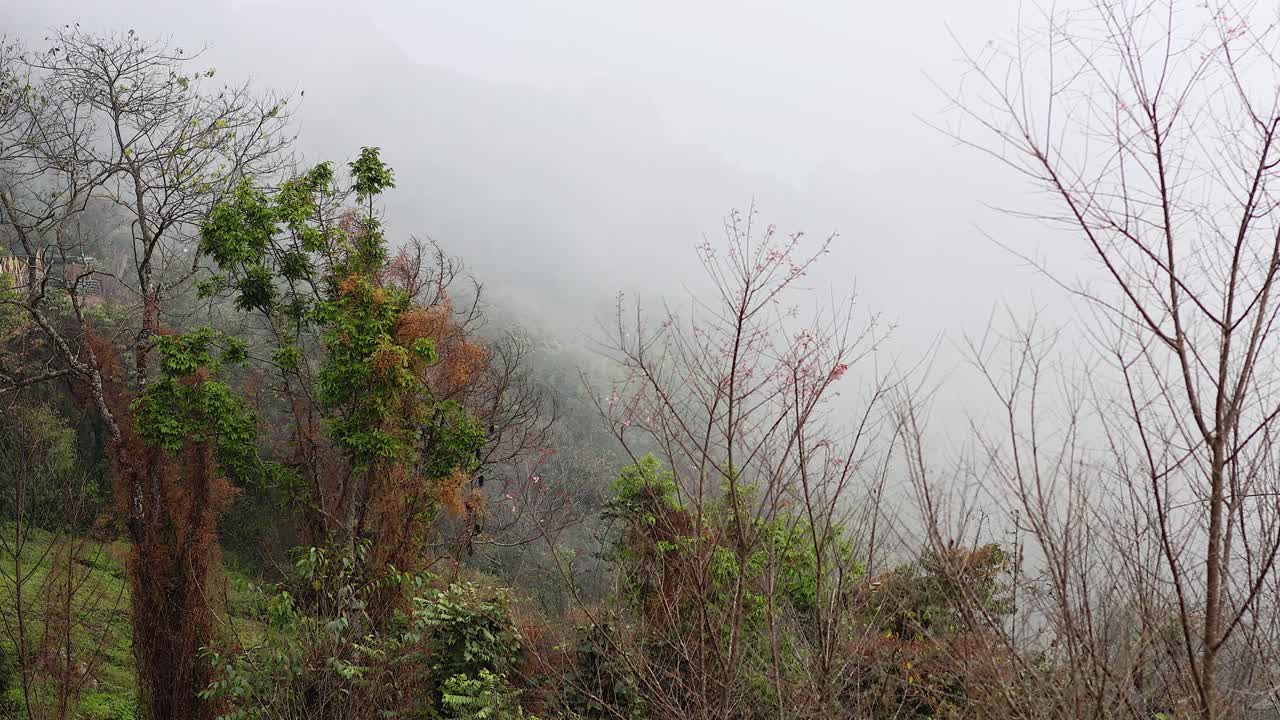 안개가 사라지면 숲의 풍경이 드러납니다.