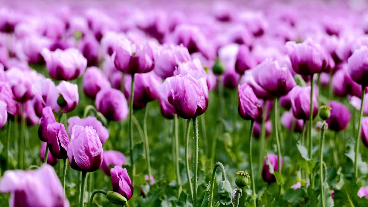 A field full of purple poppies near Erlenbach in Germany, Europe.