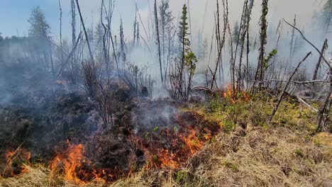 Kontrolliertes-Feuer-Brennt-Auf-Dem-Waldboden,-Um-Das-Gewaltige-Feuer-Zu-Stoppen