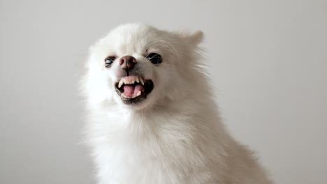 백색 포메라니아 개