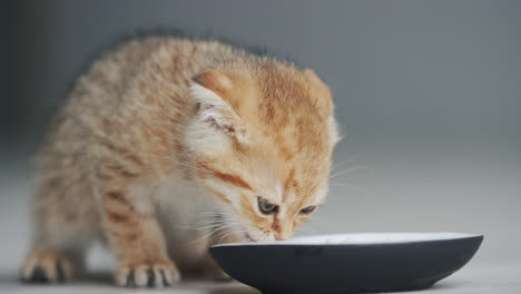 a cute cat eats from a bowl on the floor. eating with gusto from his bowl