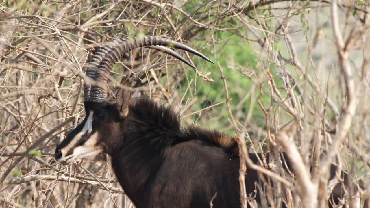 남아프리카 공화국의 우드 사바나 (woode savanna) 에 있는 사블 안로프 (sable antelope) 의 근접 사진
