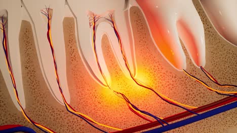 toothache. anatomical detailed section of the teeth. nerve inflammation. 3d animation