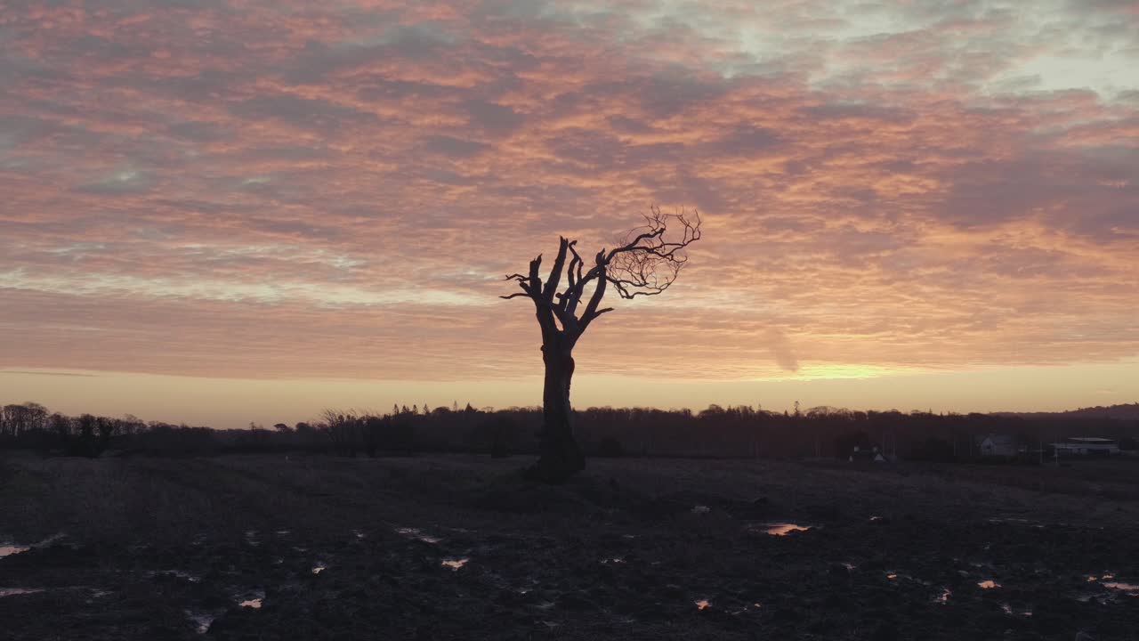 Silhouet van een dode boom bij zonsondergang