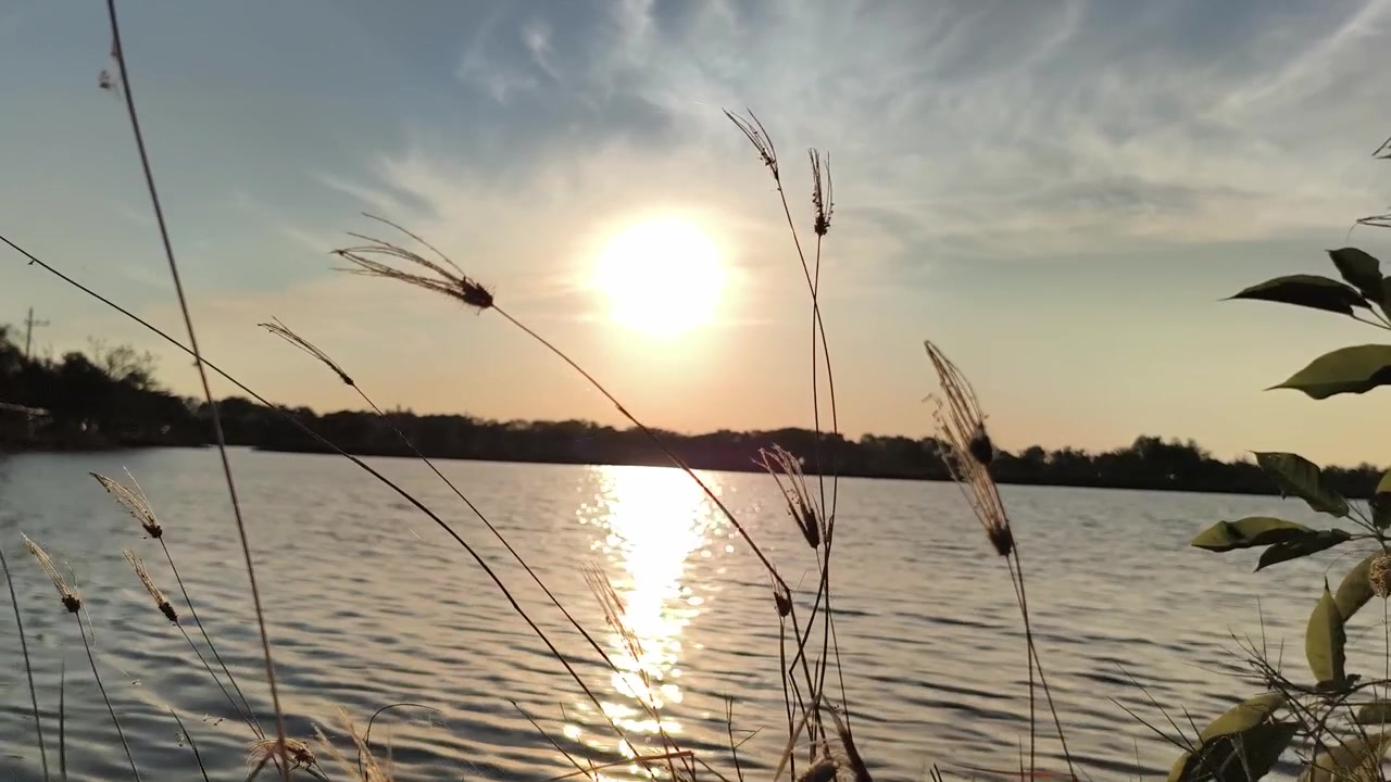 Tramonto dorato su un lago calmo con erba in silhouette