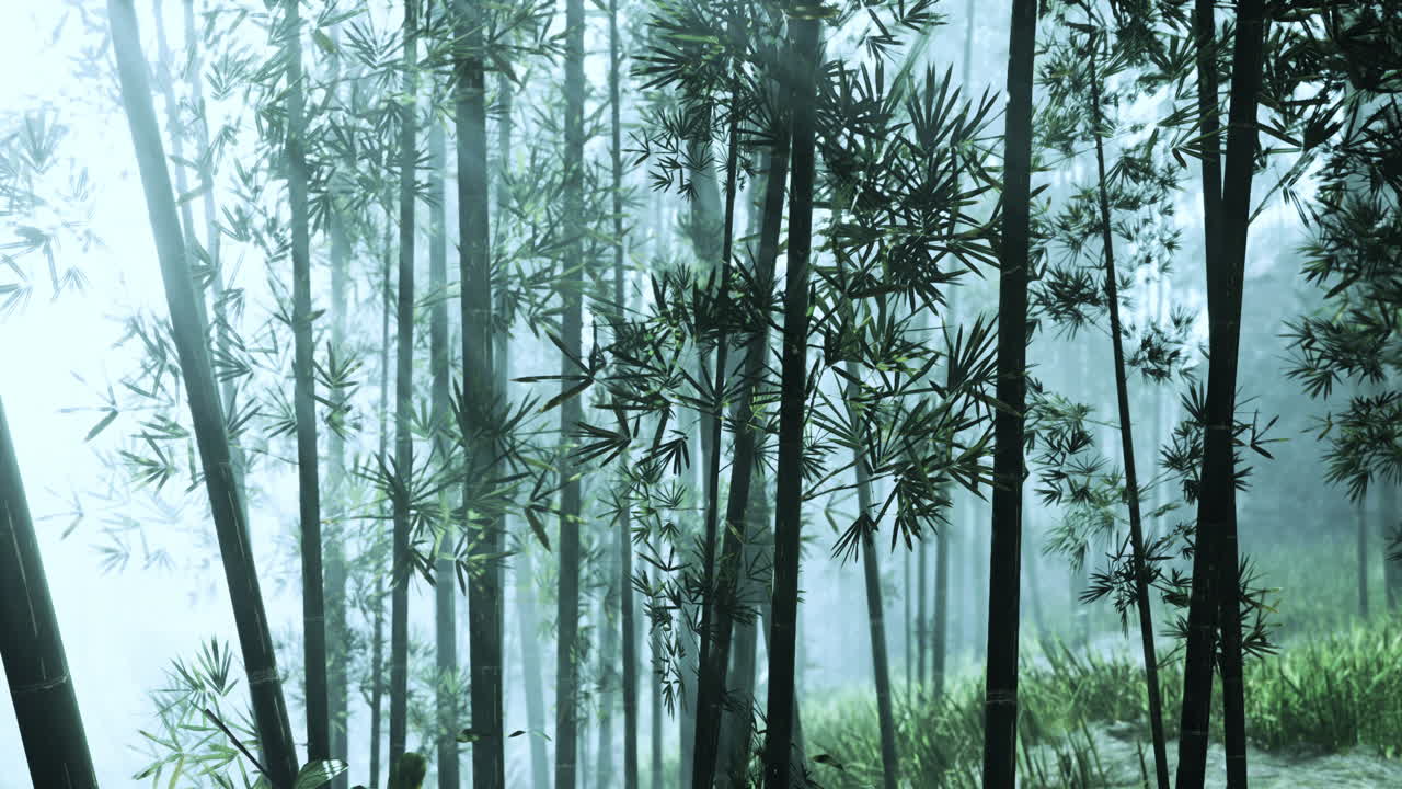 안개가 가득한 대나무 숲