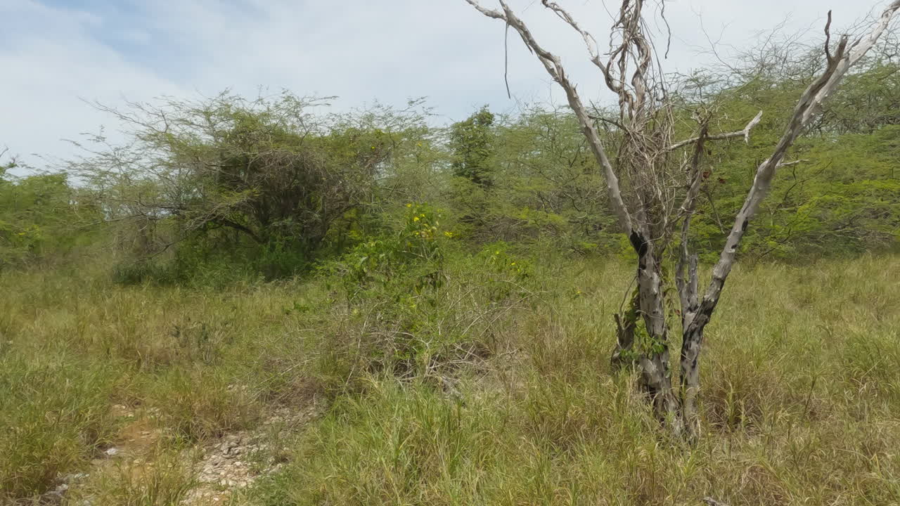푸에르토리코의 카보 로조 해안 근처의 화창한 날에 자라는 풀과 야생 식물