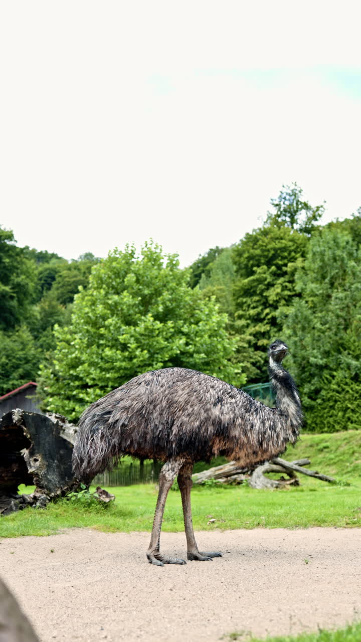 Un grande struzzo cammina in un recinto allo zoo. Struzzi a pascolo libero in uno zoo didattico. Vita dello struzzo nell'ambiente naturale.