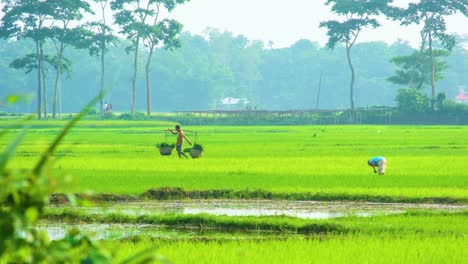 farmers working hard at paddy rice field in rural south asia, bangladesh, india or china region