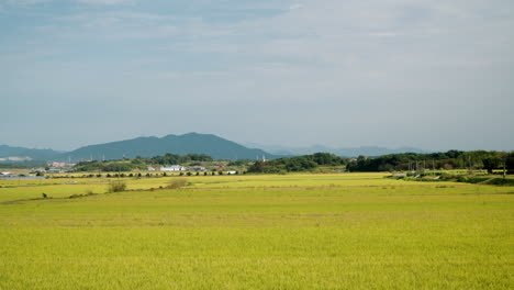 yellow rice fields ready to harvest on sunny day in south korea