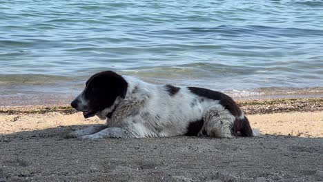 在沙灘上躺在陰影的沙灘上發現了流浪狗