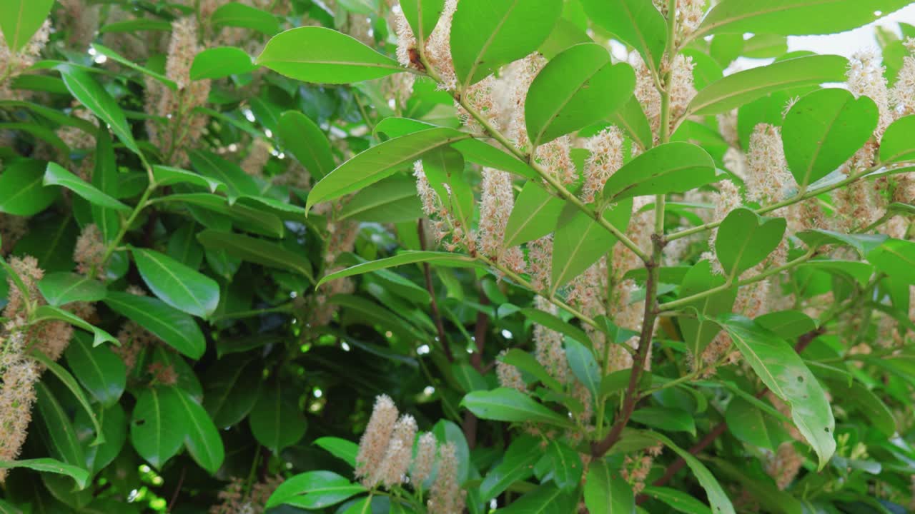 una foto de cerca del laurel oriental, un hermoso arbusto, uno de los arbustos ornamentales más interesantes en el jardín de inglaterra durante el día