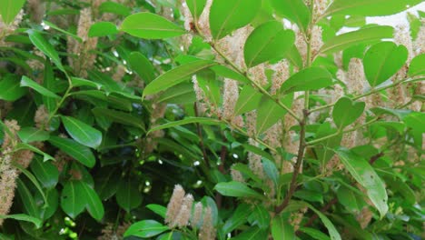 Primer-Plano-De-Laurel-Oriental,-Hermoso-Arbusto,-Uno-De-Los-Arbustos-Ornamentales-Más-Interesantes-Del-Jardín-En-Inglaterra-Durante-El-Día