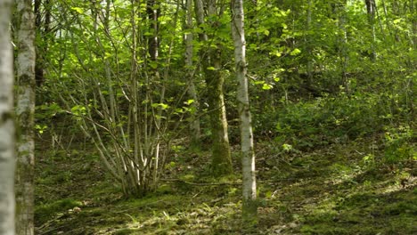 Panning-Across-Hillside-Green-Summer-Woodland