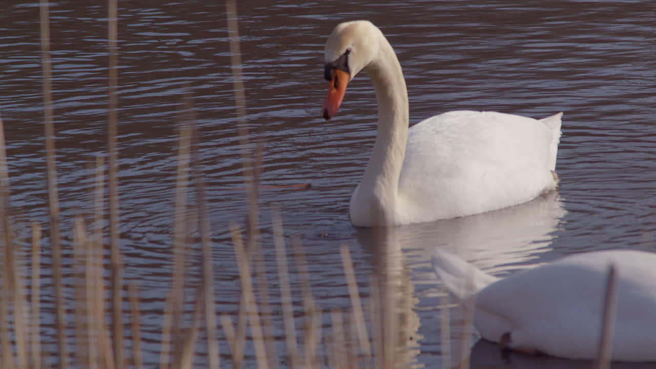 Swans captured feeding at sunrise in slow motion.