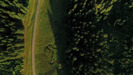 aerial-birds-eye sunset view on a forest with a winding creek next to a forest road