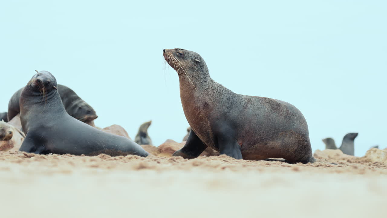 Südafrikanische Seebären am Strand