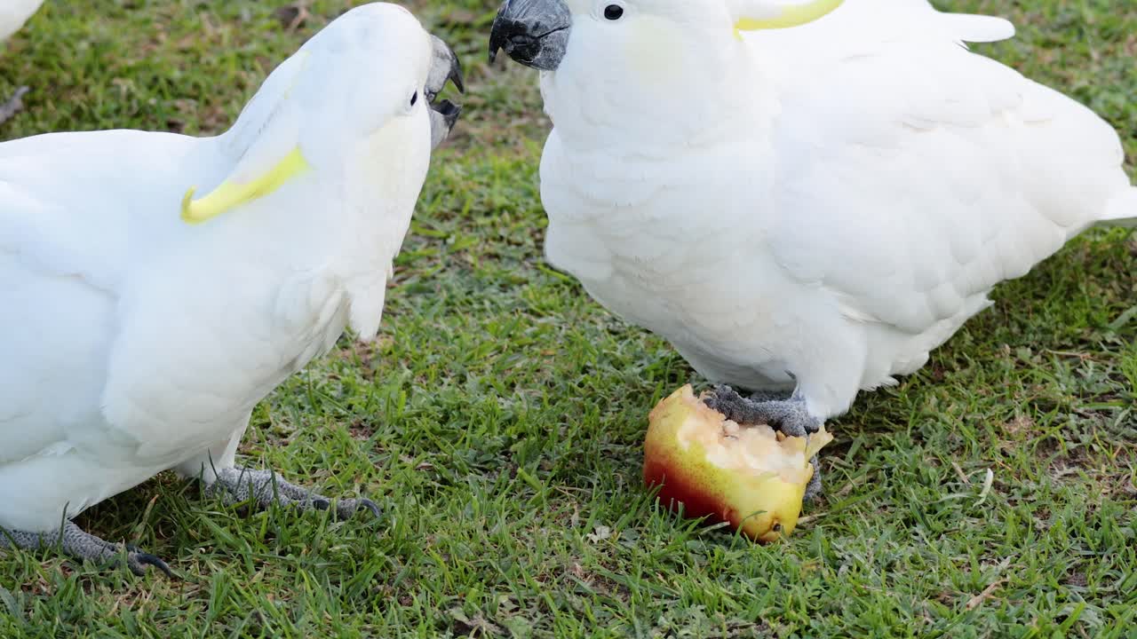 dos cacatúas comiendo una manzana juntos