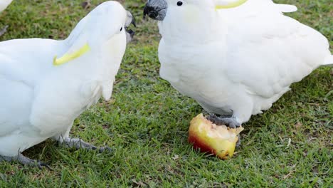 two cockatoos eating an apple together