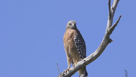 halcón de hombros rojos posado en una rama