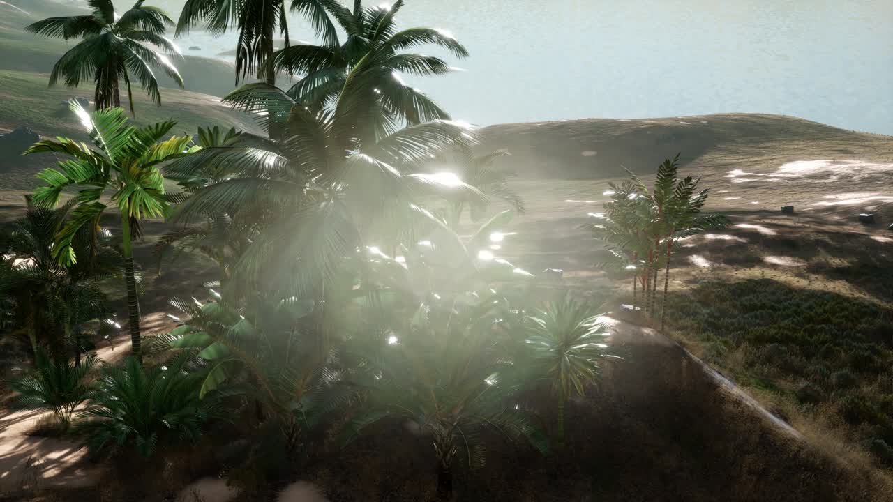 los rayos del atardecer a través de las palmeras