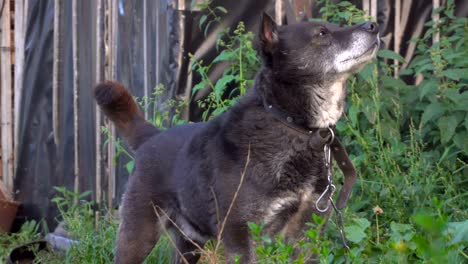 un perro está olfateando lo que hay en el medio ambiente