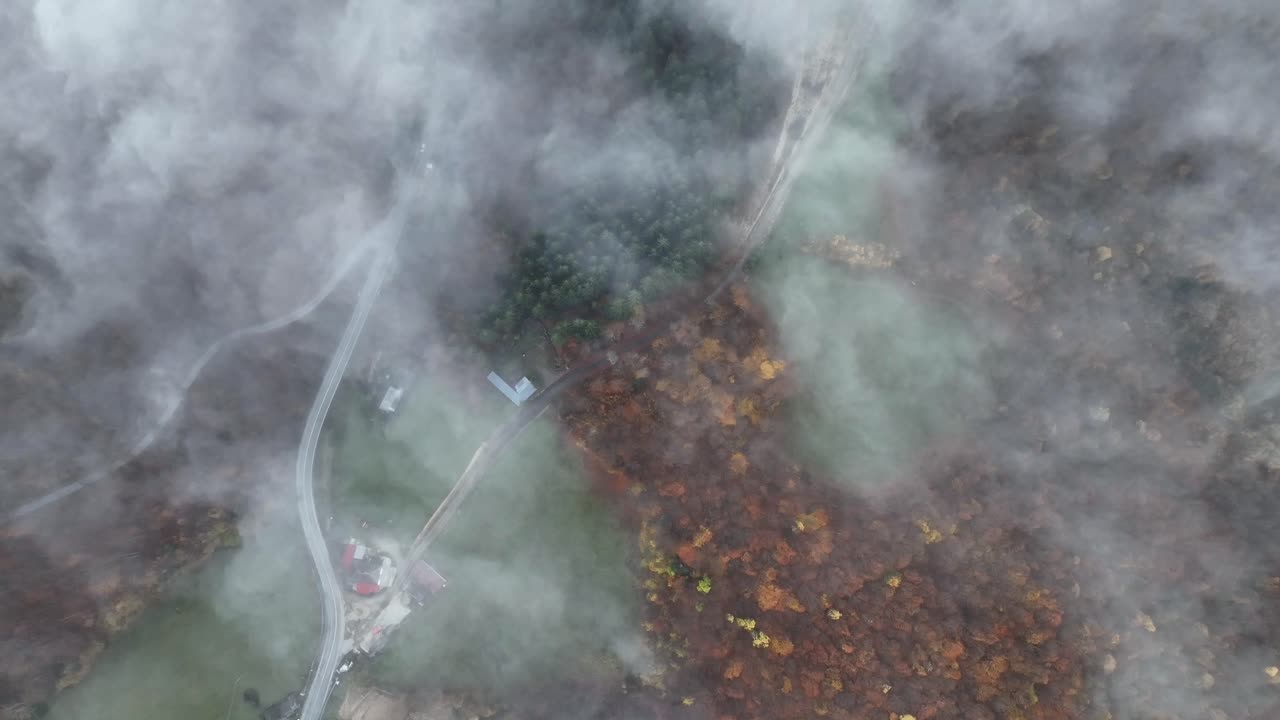 Flying above the foggy forest