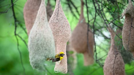 female baya weaver inspects woven nest inside a dense nesting colony