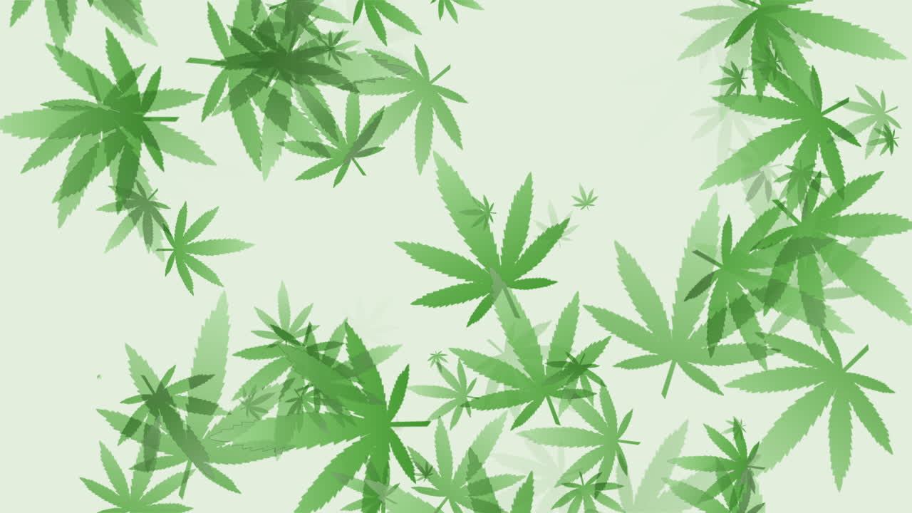 Green abstract background with flying geometric leaves marijuana pattern. Loop medical animation.