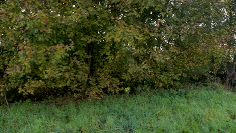 steady panning shot of a treeline and foliage on an autumn morning